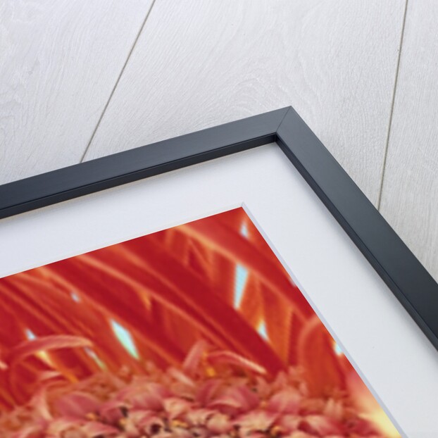 Sepals From a Gerbera Daisy by Anonymous