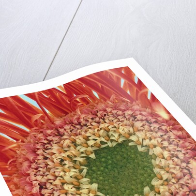 Sepals From a Gerbera Daisy by Anonymous