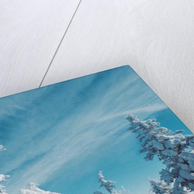Trees Covered in Snow by Anonymous