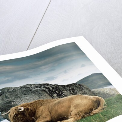 Highlander Bull by Anonymous