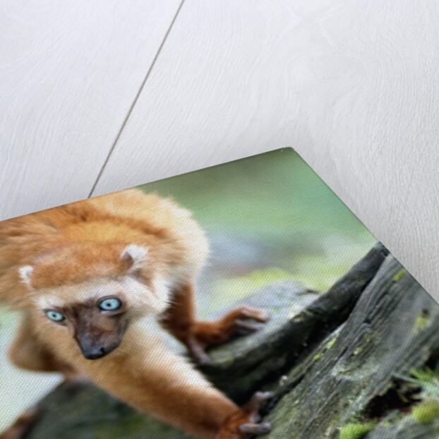 Blue Eyed Lemur by Anonymous