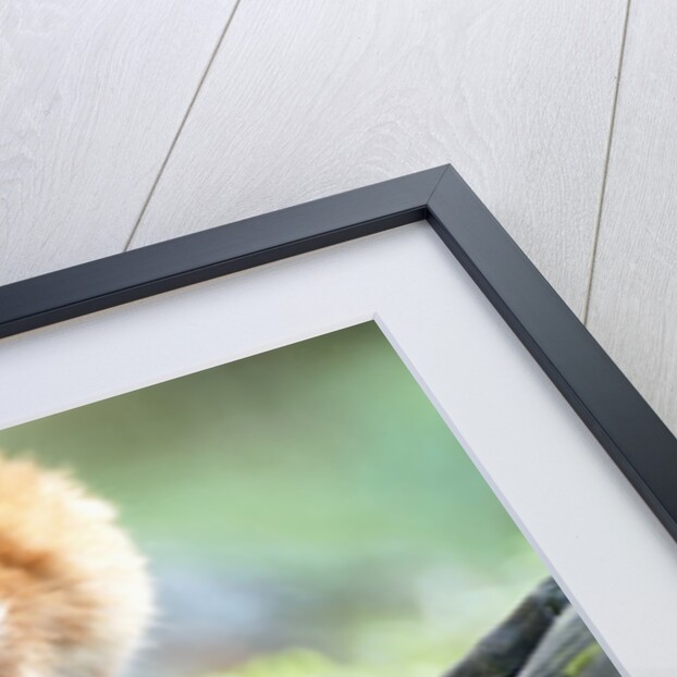 Blue Eyed Lemur by Anonymous