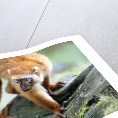 Blue Eyed Lemur by Anonymous