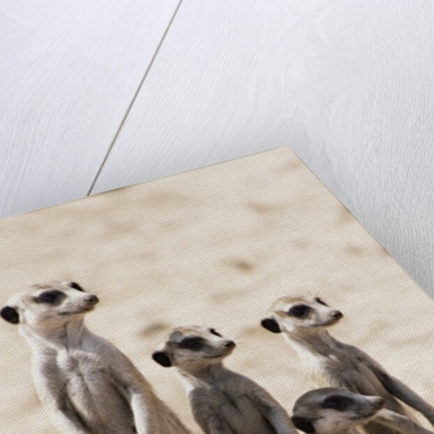 Meerkats by Anonymous