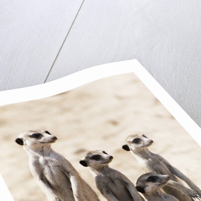Meerkats by Anonymous