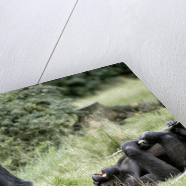 Western Lowland Gorillas by Anonymous