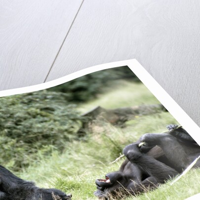 Western Lowland Gorillas by Anonymous