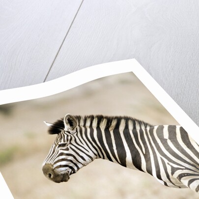 Burchell's Zebra by Anonymous