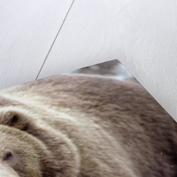 Kodiak Bear by Anonymous