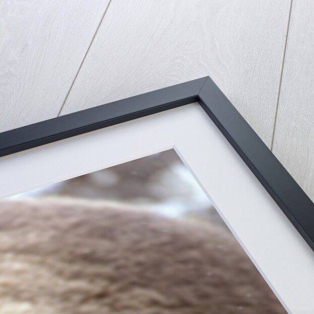 Kodiak Bear by Anonymous