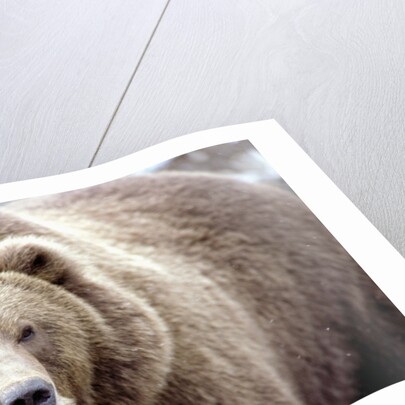 Kodiak Bear by Anonymous