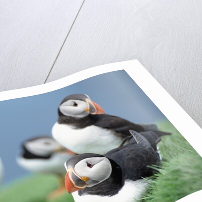 Puffins on Grass by Anonymous