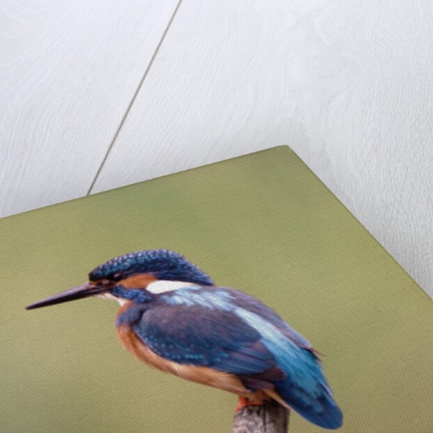 Common Kingfisher by Anonymous