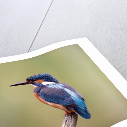 Common Kingfisher by Anonymous
