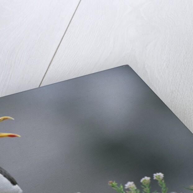 Lesser Black-Backed Gull by Anonymous