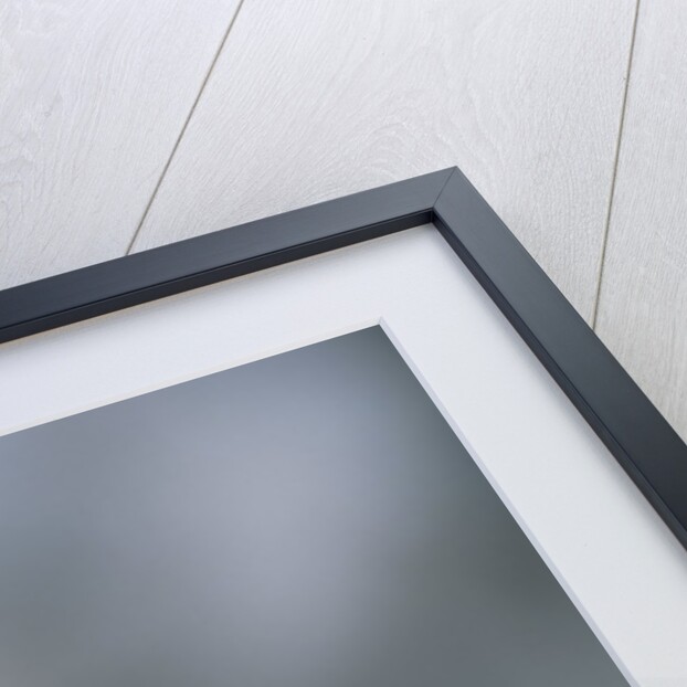 Lesser Black-Backed Gull by Anonymous