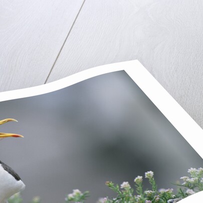 Lesser Black-Backed Gull by Anonymous