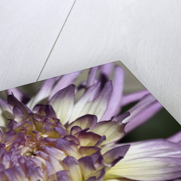 Chrysanthemum in Bloom by Anonymous