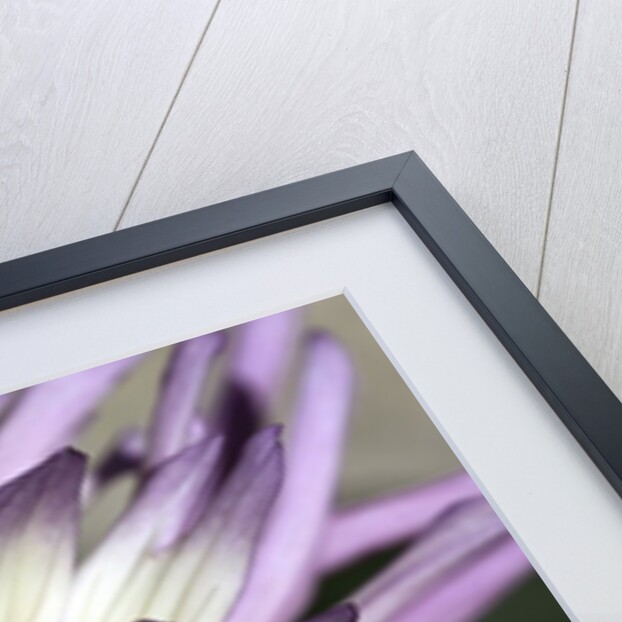 Chrysanthemum in Bloom by Anonymous