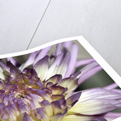 Chrysanthemum in Bloom by Anonymous