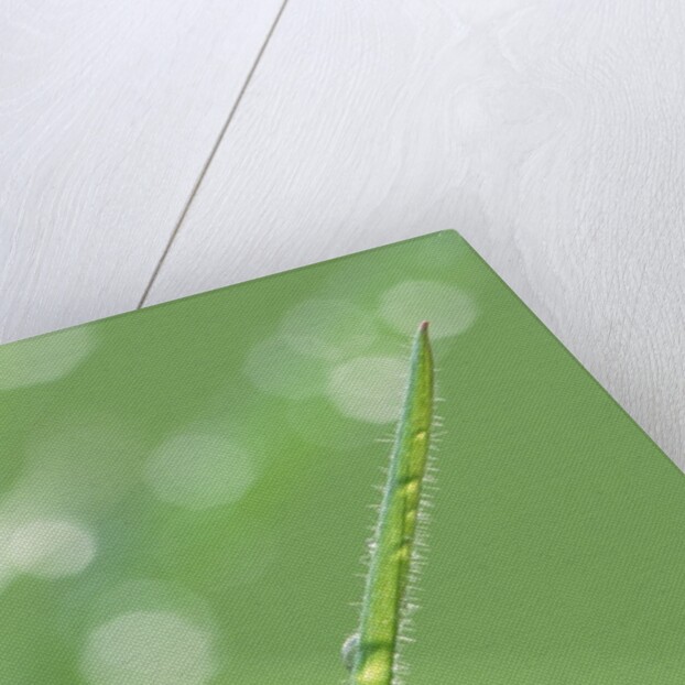 Dew on a Blade of Grass by Anonymous