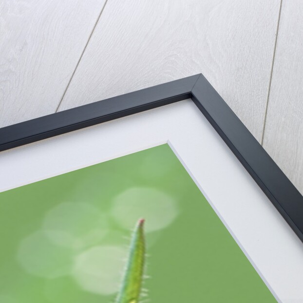 Dew on a Blade of Grass by Anonymous