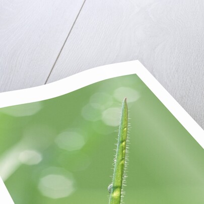 Dew on a Blade of Grass by Anonymous
