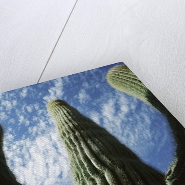 Saguaro Cactus by Anonymous