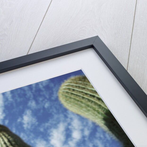Saguaro Cactus by Anonymous