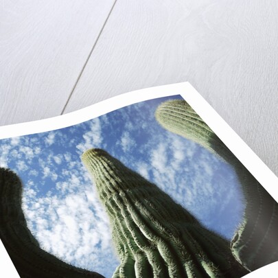 Saguaro Cactus by Anonymous