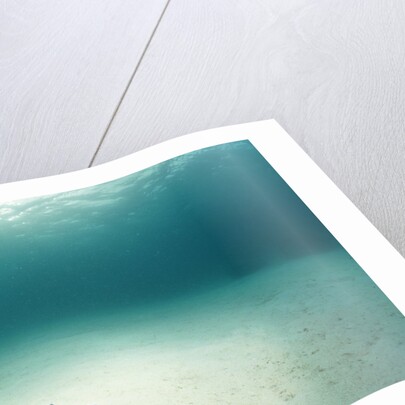 Blue Sea Star in Open Ocean by Anonymous