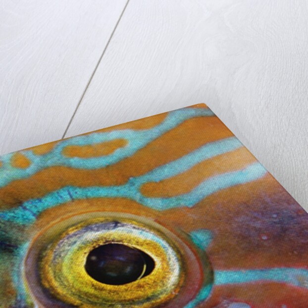 Eye of a Corkwing Wrasse by Anonymous