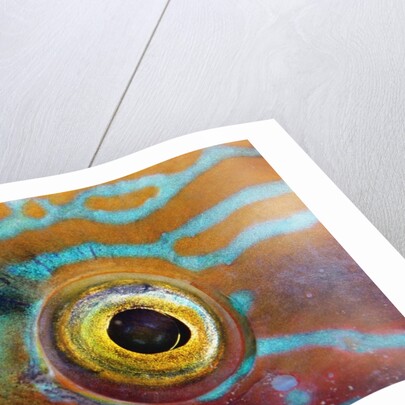 Eye of a Corkwing Wrasse by Anonymous