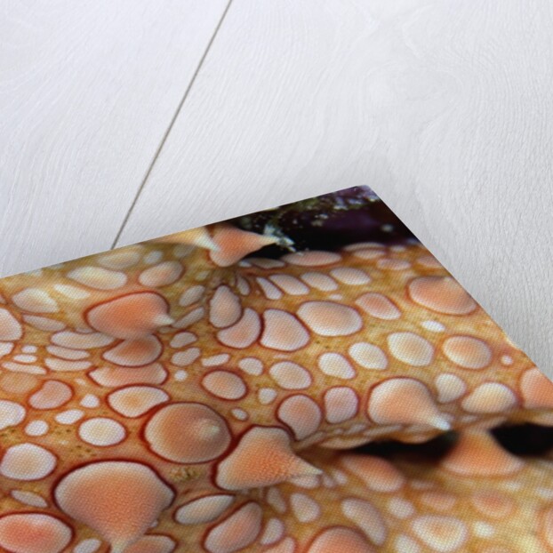Spiny Starfish by Anonymous