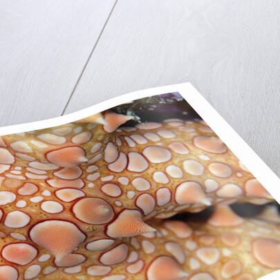Spiny Starfish by Anonymous
