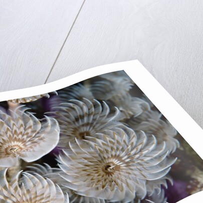 Magnificent Feather Duster Worms by Anonymous