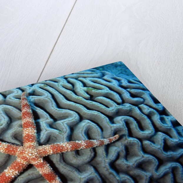Starfish on Coral by Anonymous