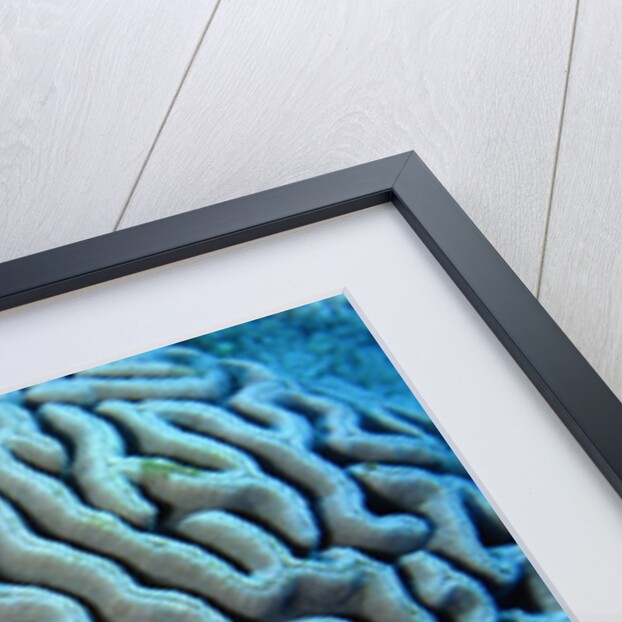 Starfish on Coral by Anonymous