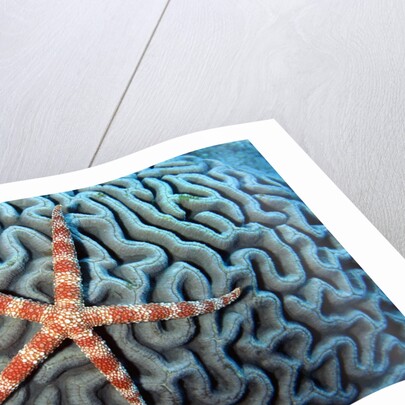 Starfish on Coral by Anonymous