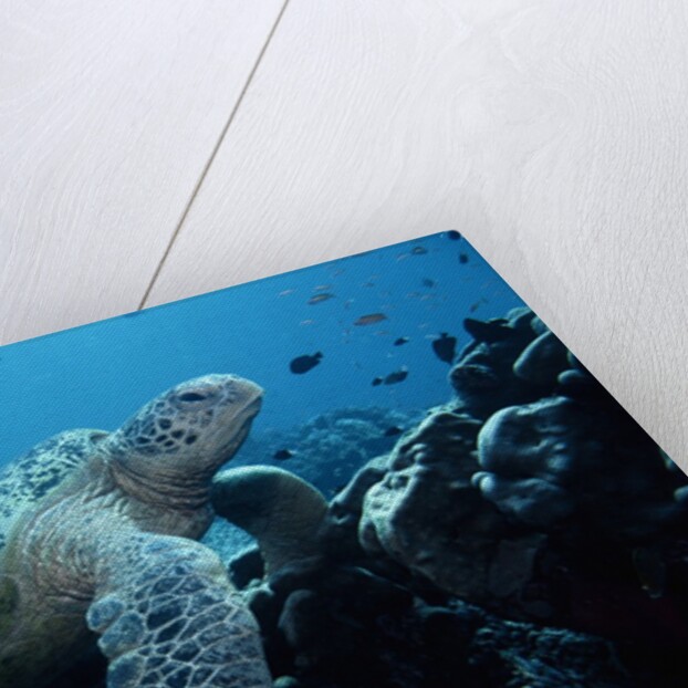 Green Sea Turtle by Anonymous