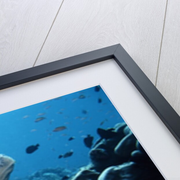 Green Sea Turtle by Anonymous