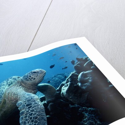 Green Sea Turtle by Anonymous