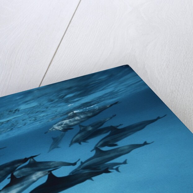 Pod of Dolphins by Anonymous