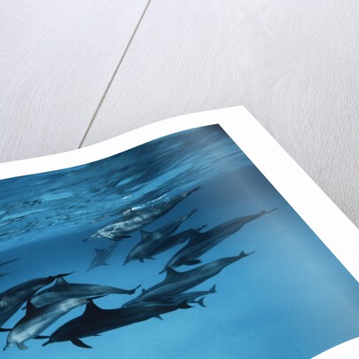 Pod of Dolphins by Anonymous