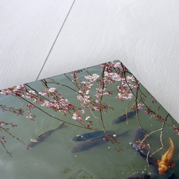 Fish swimming under cherry blossom by Anonymous