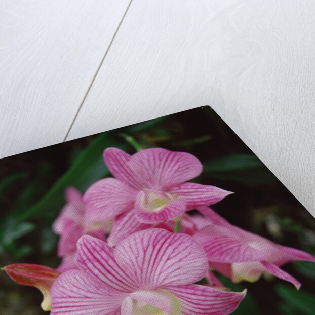 Orchids by Anonymous