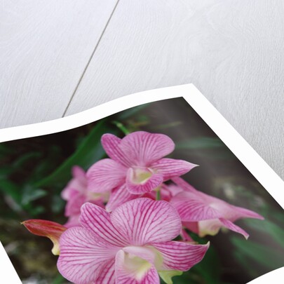 Orchids by Anonymous