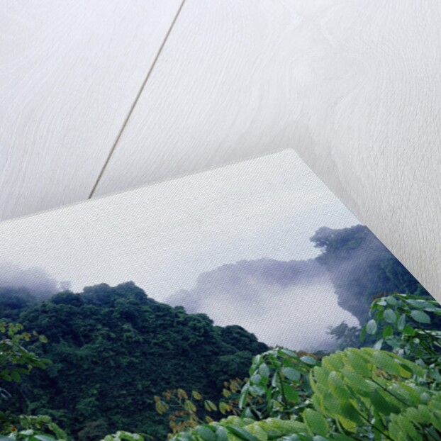 Tropical Rainforest Thailand by Anonymous
