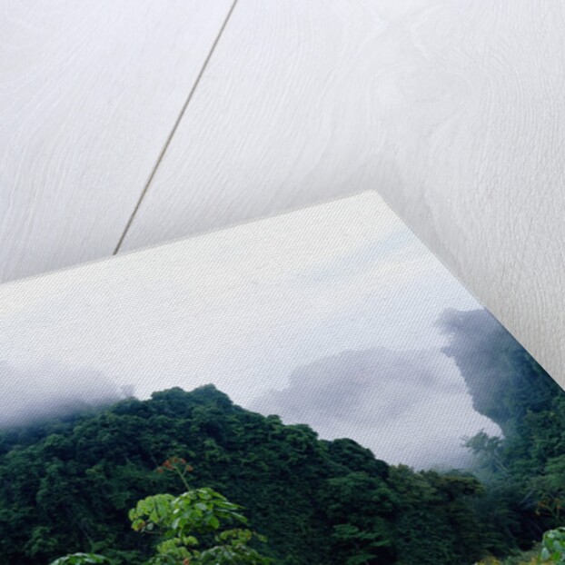 Tropical Rainforest Thailand by Anonymous