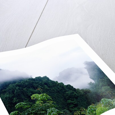 Tropical Rainforest Thailand by Anonymous